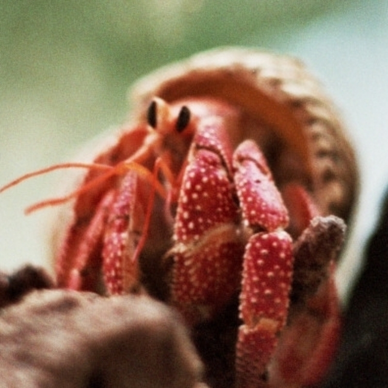 Tân